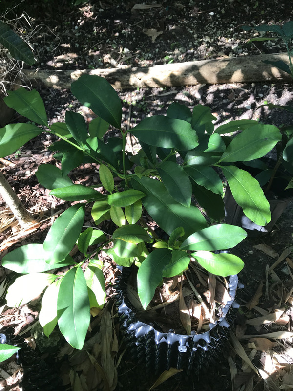 Garcinia acuminata 11 2018