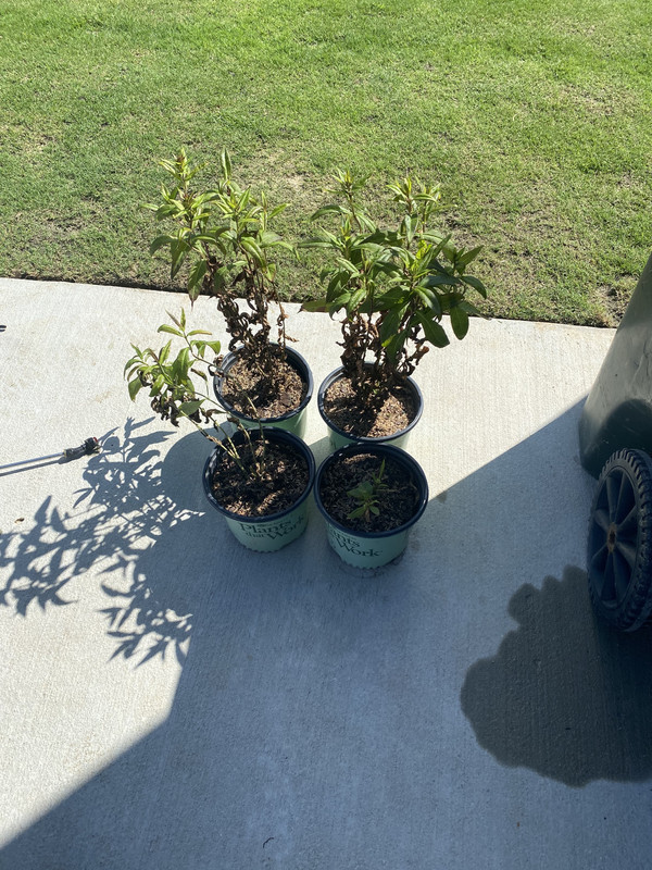 47C07678-4FDF-42CF-BB81-4616153B9E50