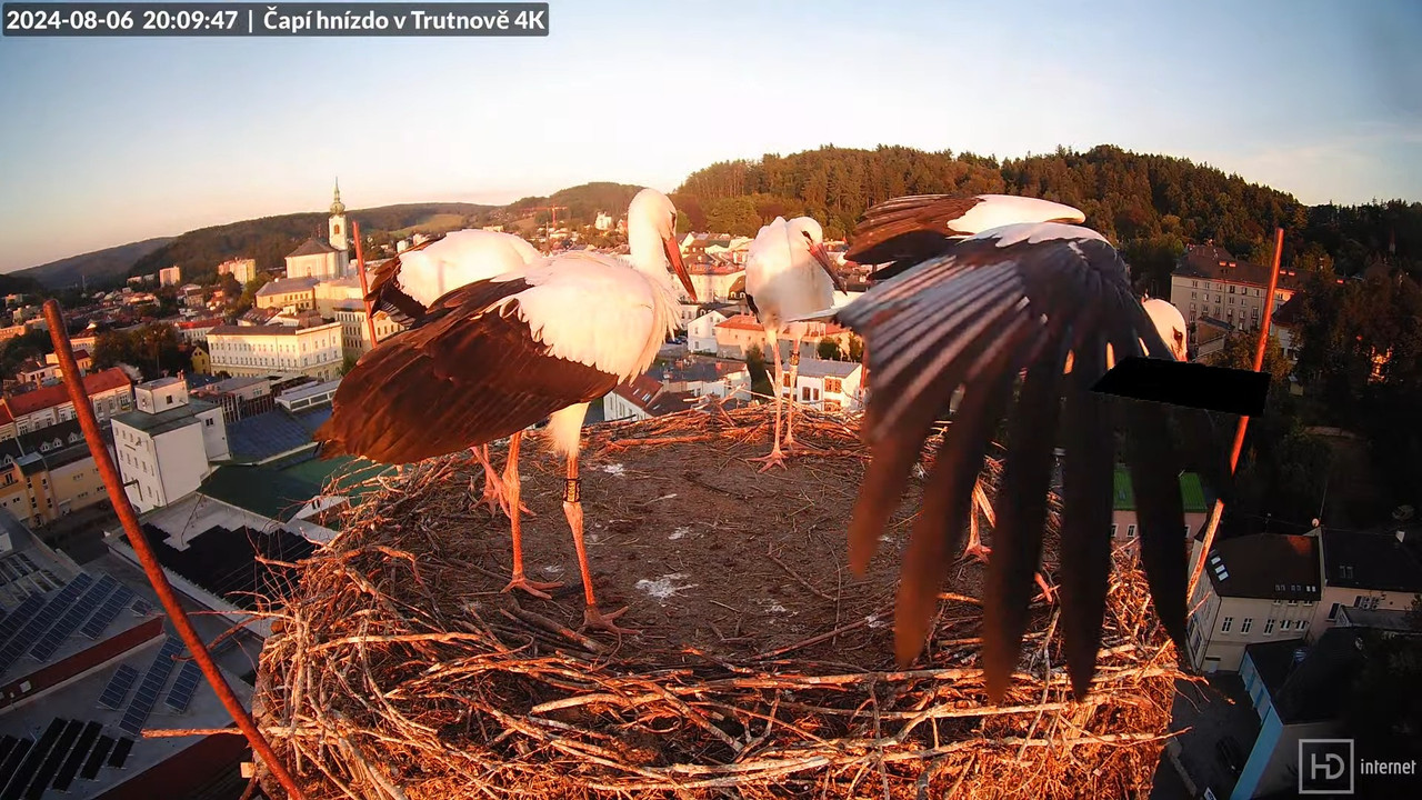 Tiešraidē no stārķa ligzdas uz alus darītavas skursteņa Trutnovā 12-24-42 screenshot