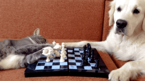 https://i.postimg.cc/q7JnWHMh/unnamed.gif