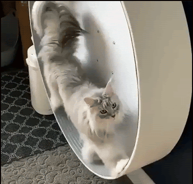 Amazing-Cat-GIF-WOAH-Gorgeous-fluffy-Maine-coon-cat-walking-on-her-exercise-wheel-ok-cats.gif