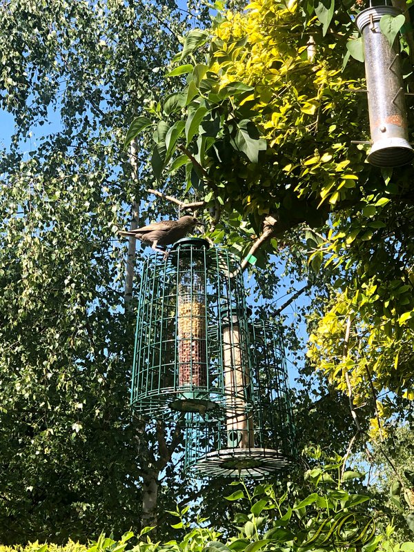 bird-at-feeder-HD.jpg