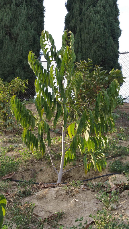 Annona (Sarteneja Custard Apple1)
