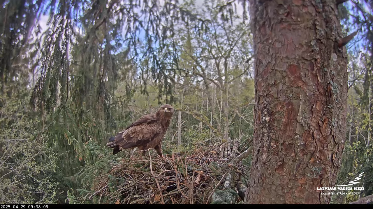 LVM mazais ērglis Lisiņa, egle – Lesser Spotted Eagle 12-41-54 screenshot