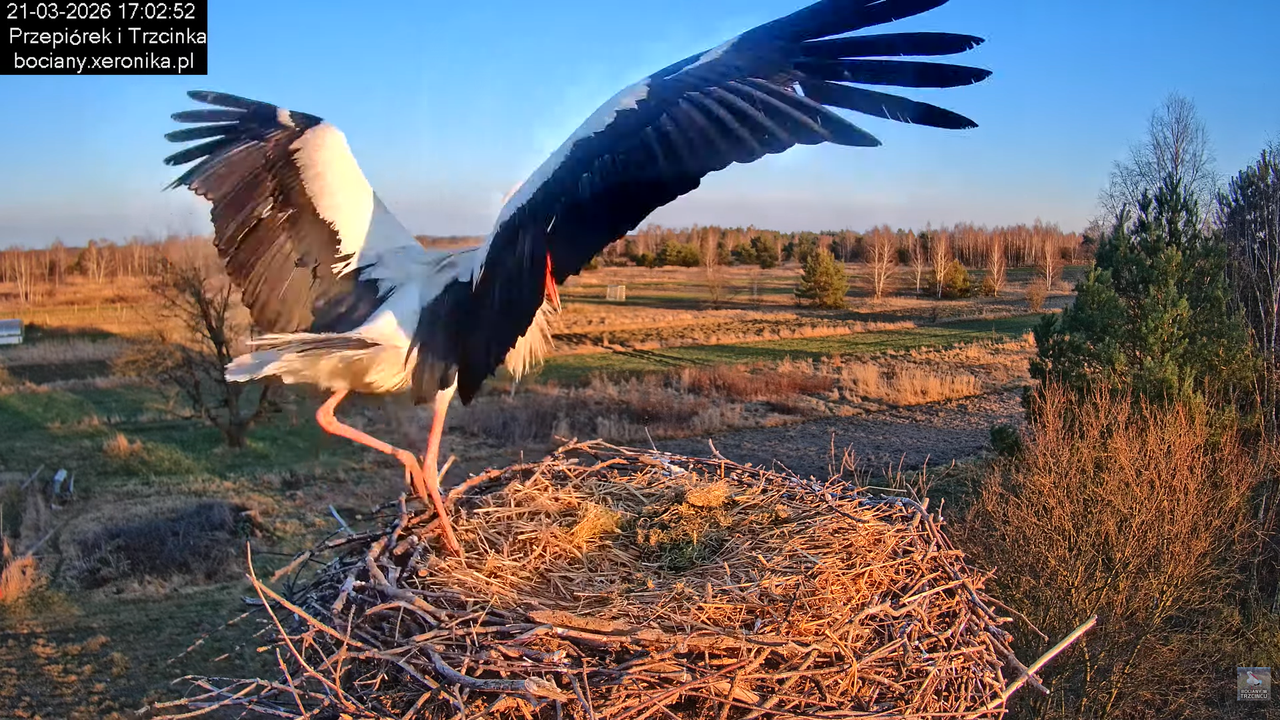 21032026bociany 23