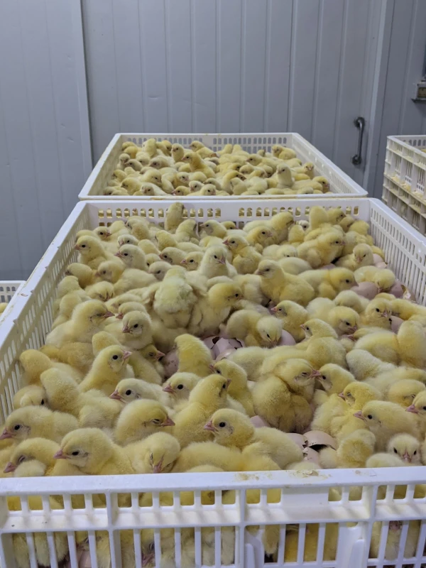 Broiler COBB 500 day old chicks for sale Kajiado Kenya