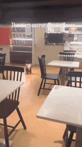 meerkatmeeting-1280p-ezgif-com-optimize.gif