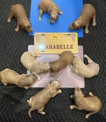 c all puppies