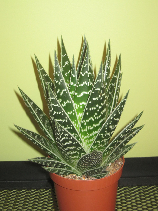 Купила 20 января 2023 г. Алоэ Тики Тахи (Aloe Tiki Tahi)