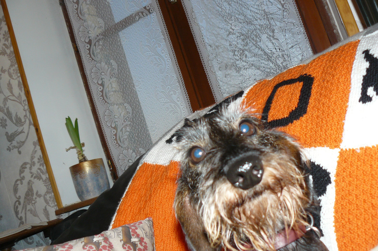 [Image: P1240646.jpg]