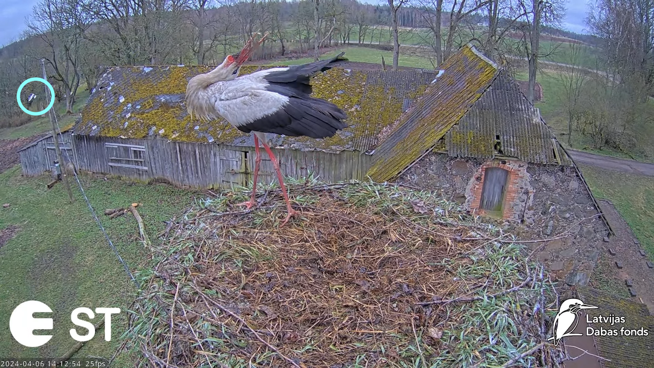 Baltie stārķi (Ciconia ciconia) Tukuma novadā - LDF tiešraide __ White storks in Tukums, Latvia 17-1