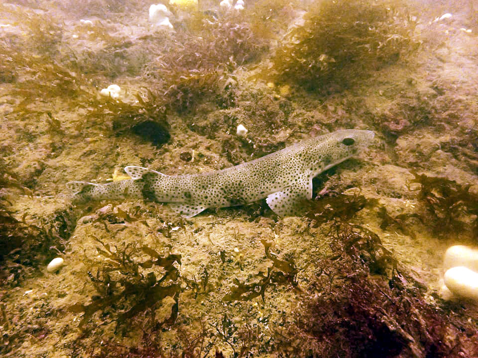 118542595_10157032736826739_4164796272182307789_n