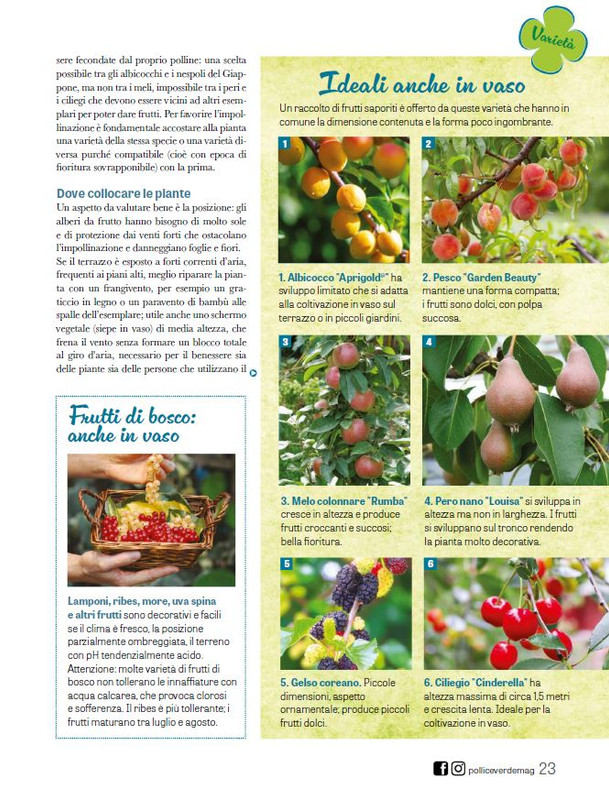 Pol Ver Ago 2025 (4)