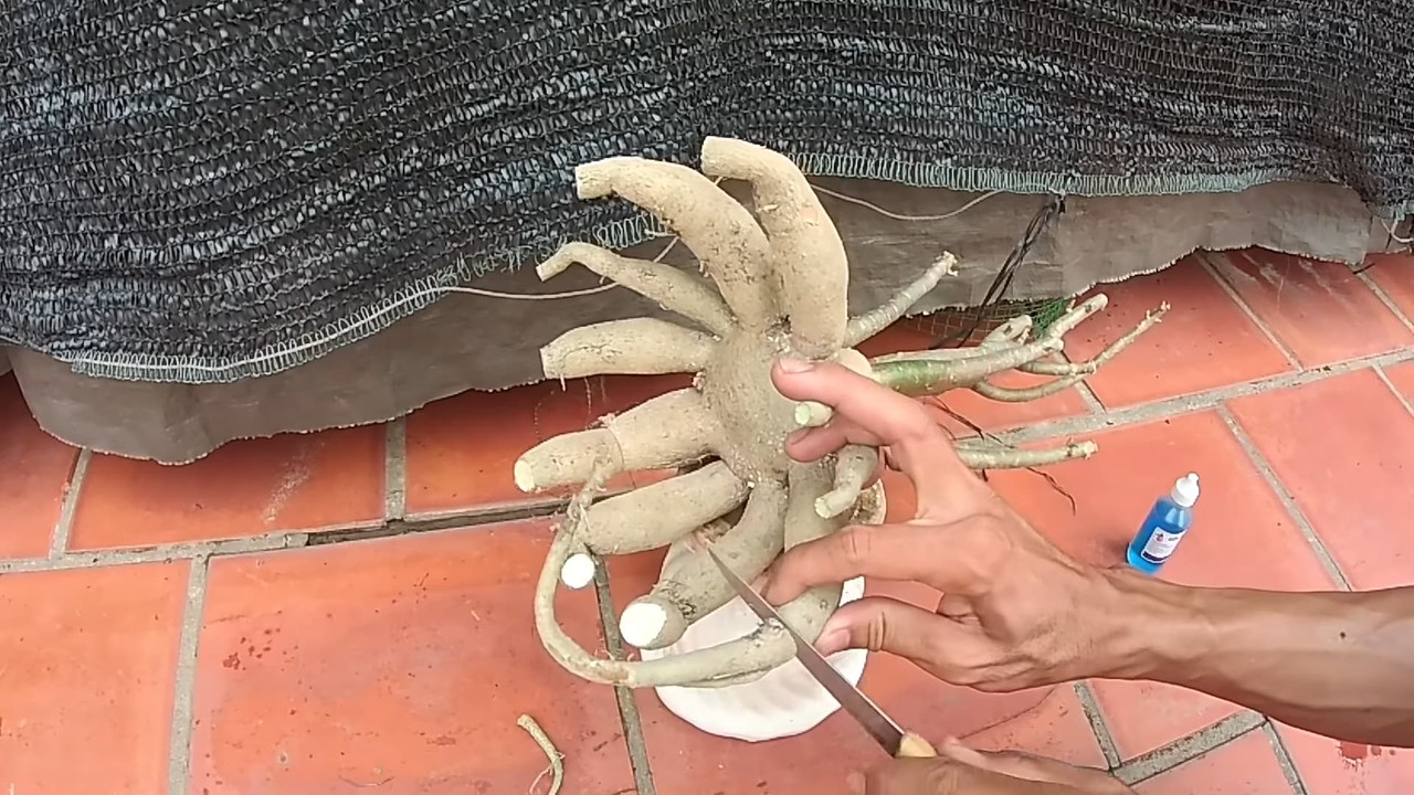 prune-adenium-root-caudex.jpg