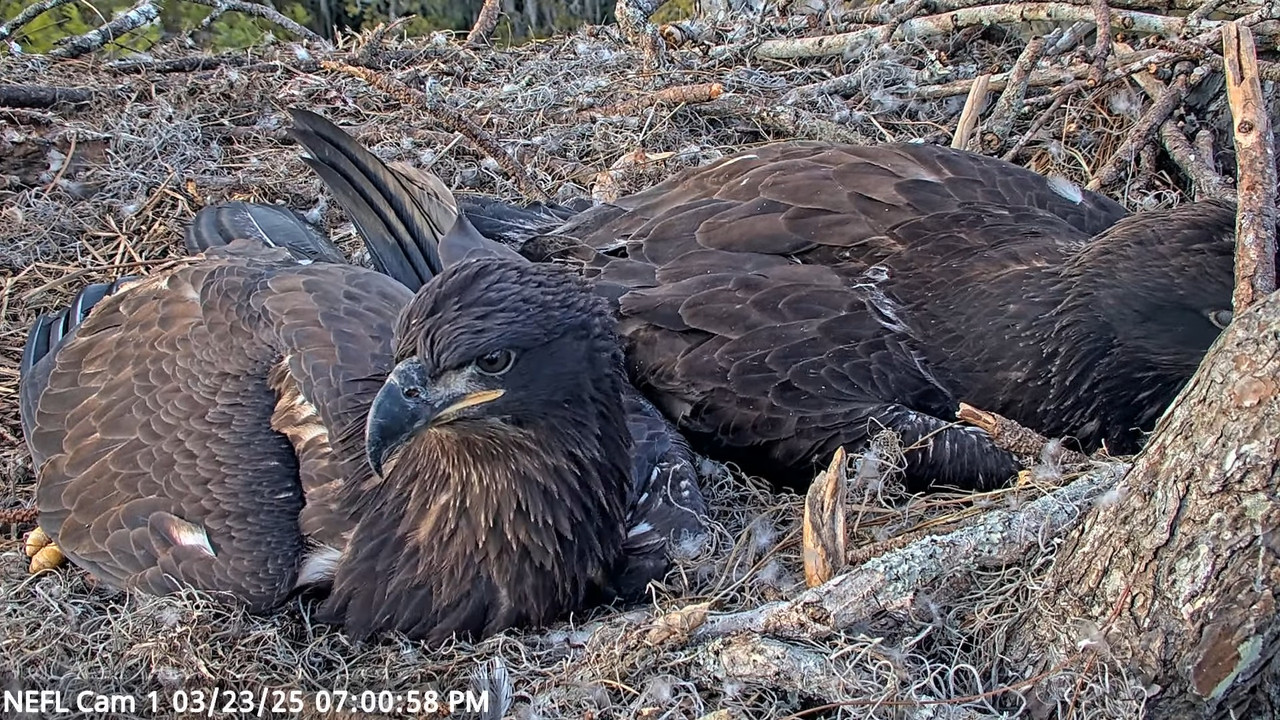 NEFL Cam 1 — tiešraidē Bald Eagle Cam 4-43-18 screenshot