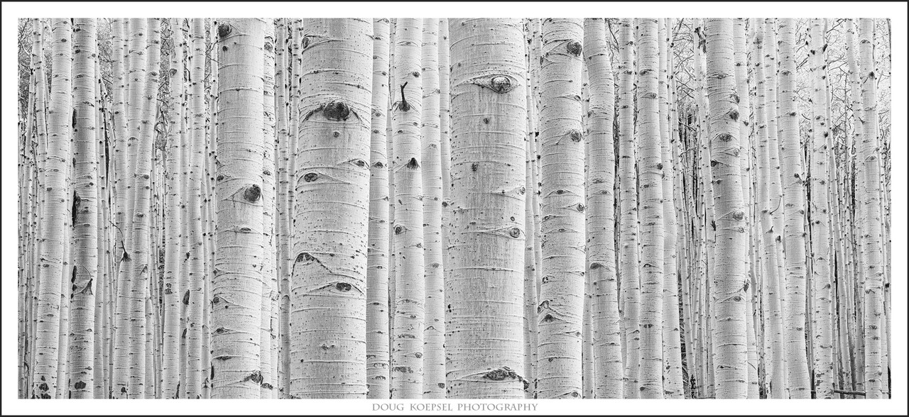 Ed1600BW412-419ZS PMax copy