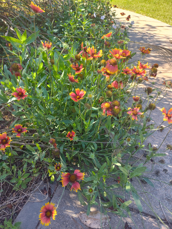 IMG_20251012_155112316_HDR