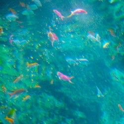 IMG_2531