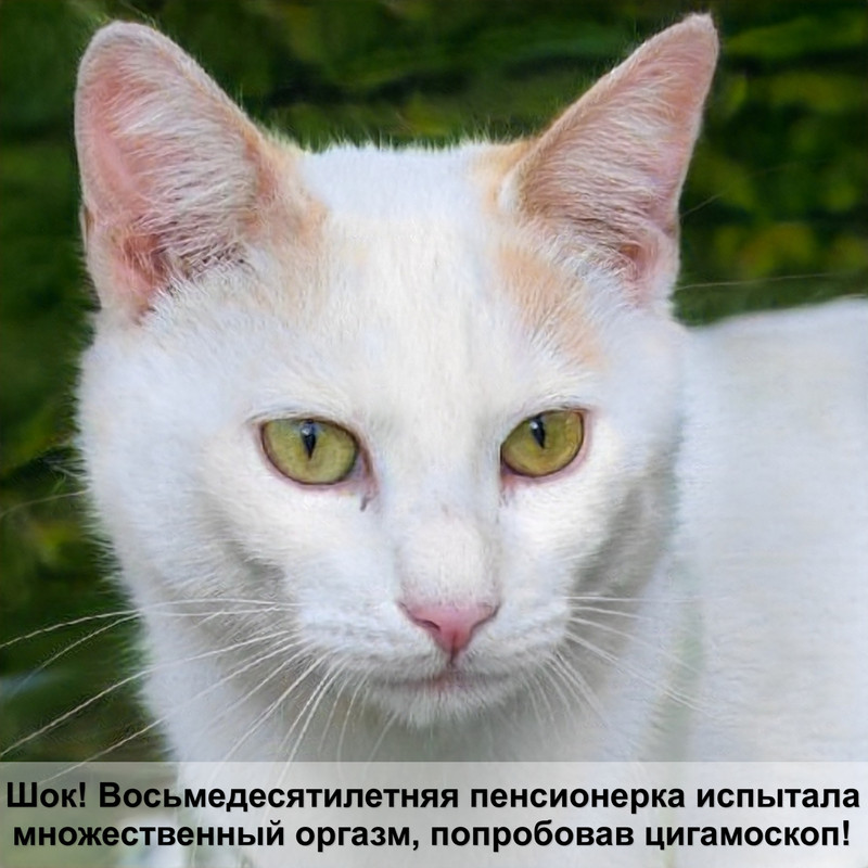 лысая кошка без шерсти