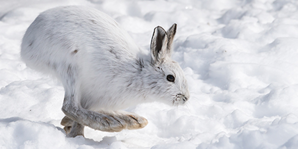The Wolf's complete Diet Mammal-snowshoe-hare-600x300