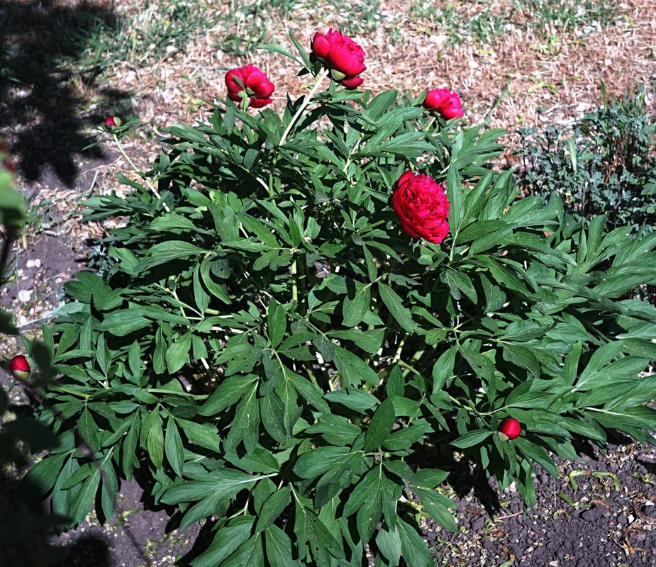 DSC00886.JPG.3