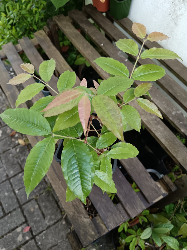 IMG 20260517 190350