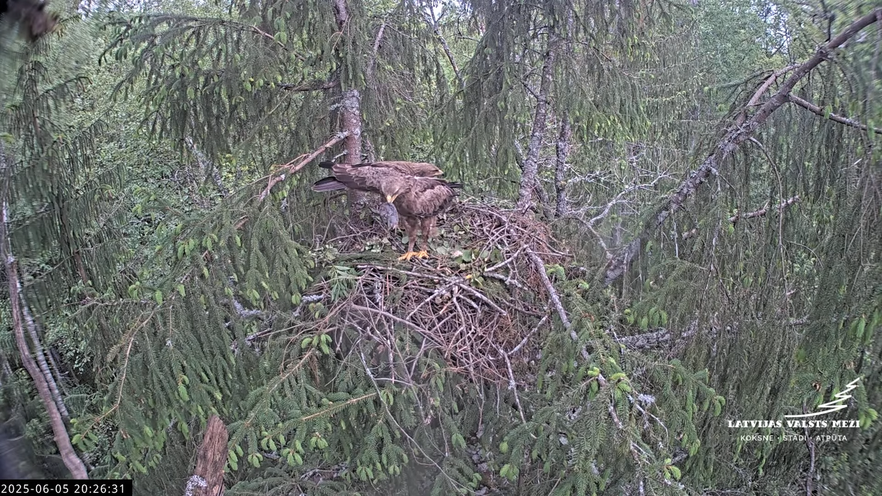 LVM mazais ērglis Lisiņa, egle2 – Lesser Spotted Eagle 14-49-21 screenshot