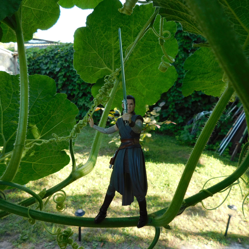 Дачно-Харлинский июнь-июль 2024 364