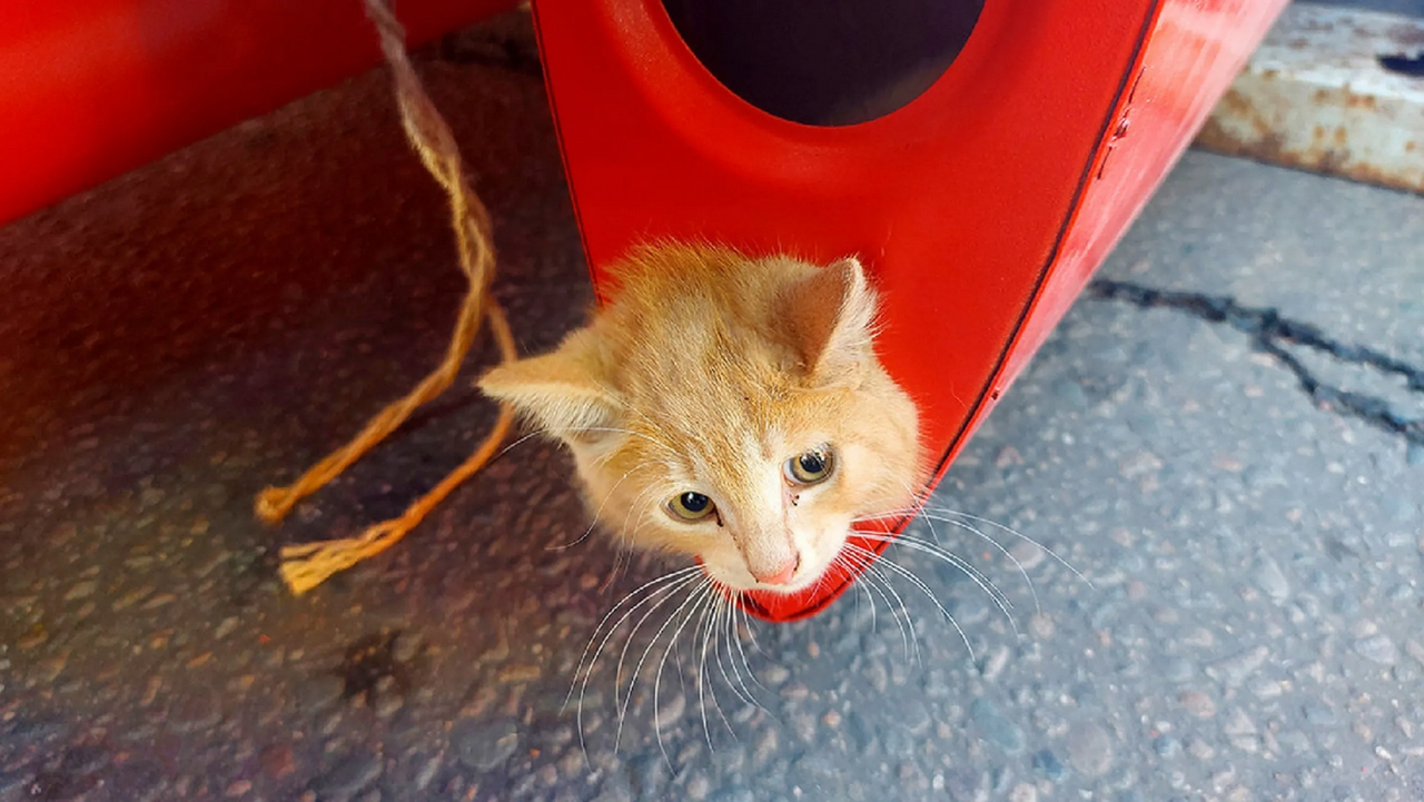 ¡El gato volador existe! Moscú vive el drámatico rescate del felino: fotos