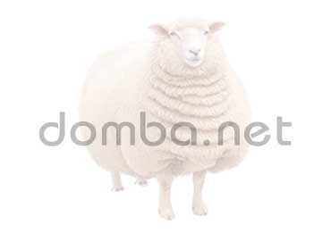 kambing Spanish