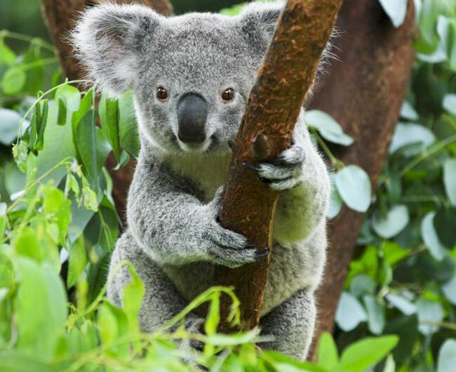 Koala-WWF2.jpg