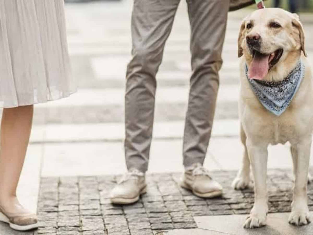 España considerará custodia de las mascotas en las batallas de divorcio