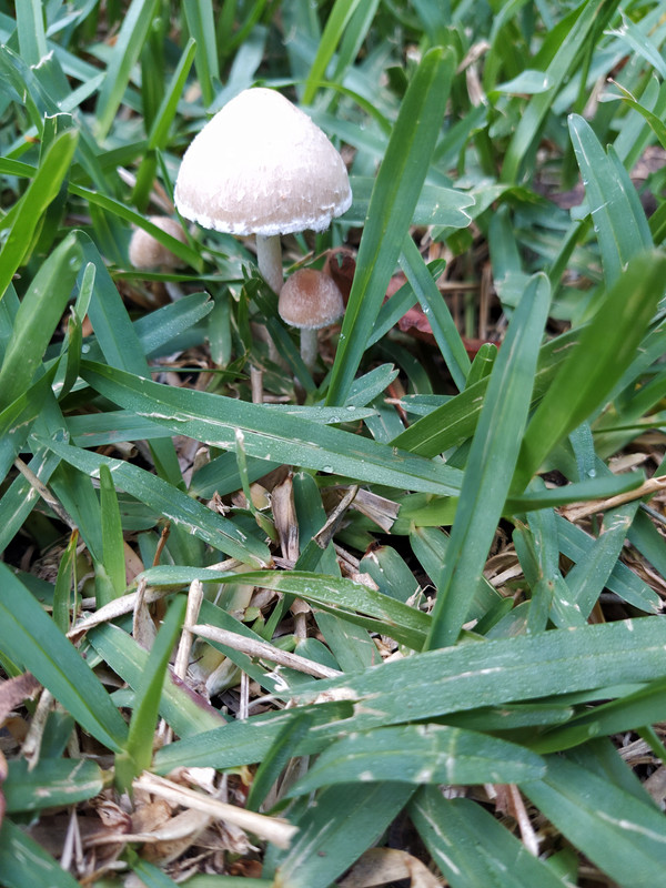 2020-11-181-Setas en el césped