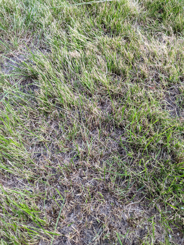 IMG_20180609_193204 - Copy