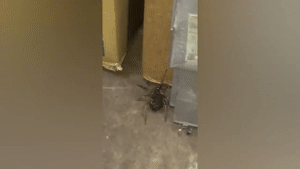 Best-Cube-138-Best-Coub-Compilation-June-2022-1.gif