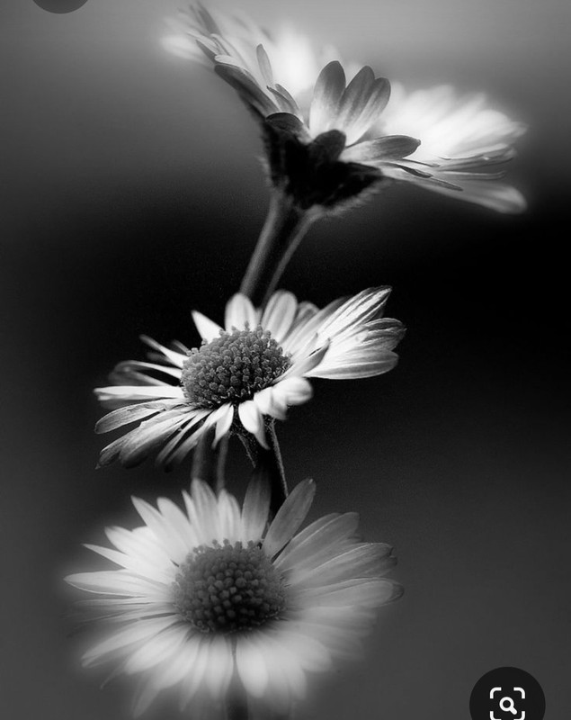 Screenshot_20230329_231356_Pinterest