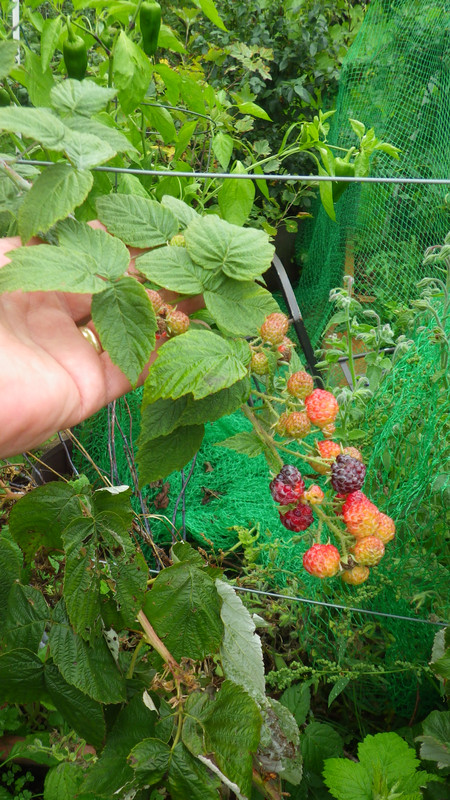 lateral branch 2019 10 02