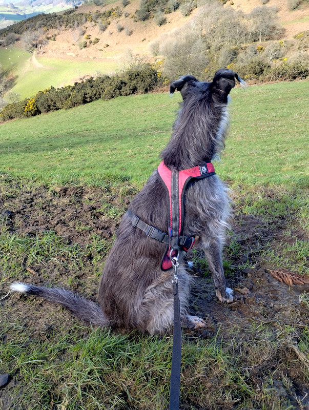 Walk14Mawrth (12) rszd