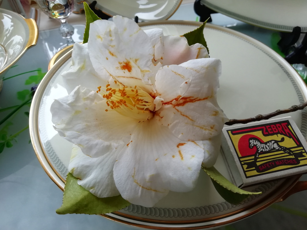 IMG_20190507_153432