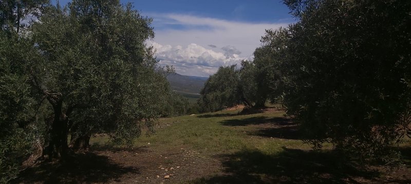 Seguimiento evolutivo/productividad parcela de secano en calar (Jaén) PHOTO-2020-04-23-04