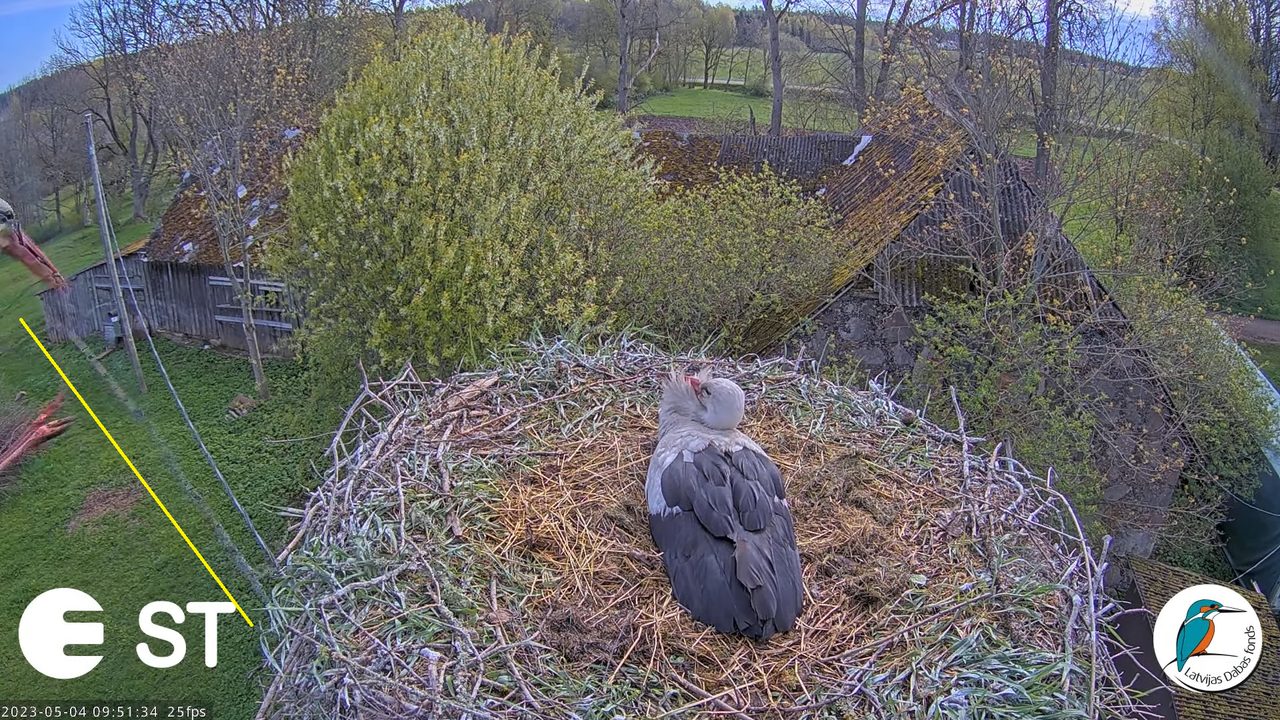 Baltie stārķi (Ciconia ciconia) Tukuma novadā - LDF tiešraide __ White storks in Tukums, Latvia 11-3