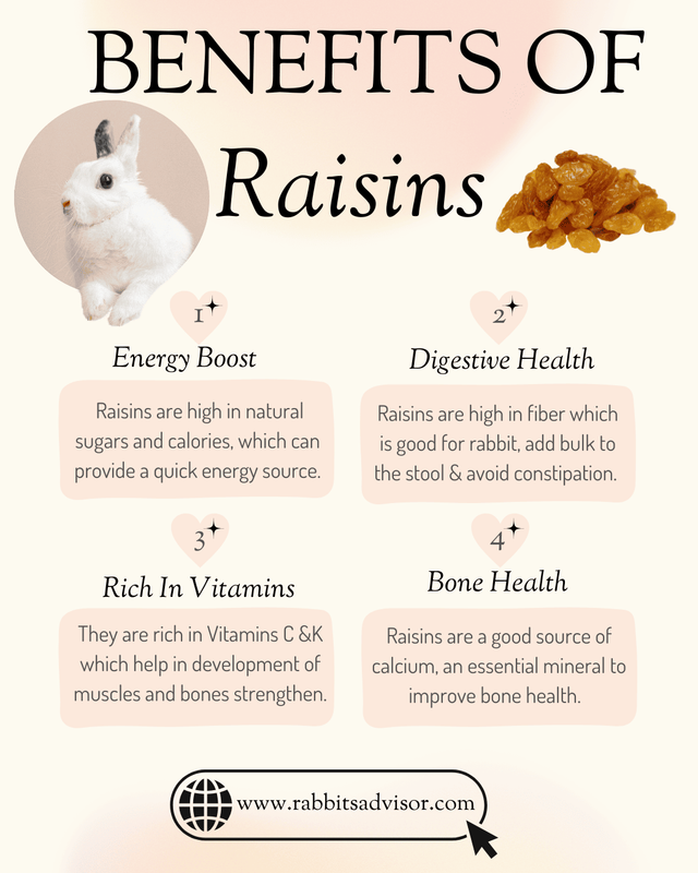 Benefits of Feeding Raisins to Rabbits
