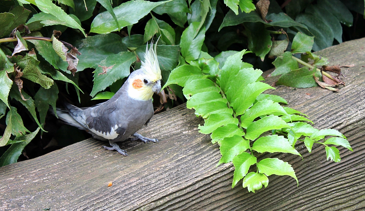 Loro Parque Teneriffa - Tierplanet - Aus Liebe zum Tier