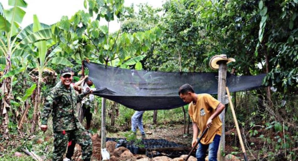 La paz gracias a la Moringa