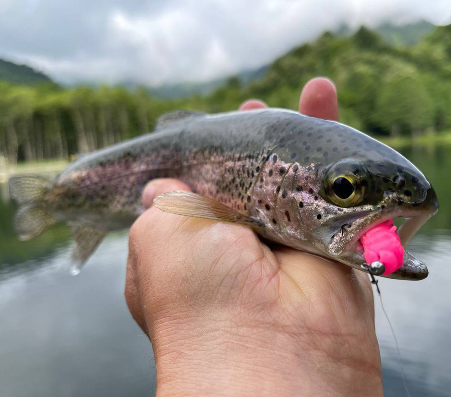 Fresh Lures, trout fishing lures, trout fishing lures plastic,