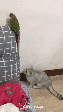 daily-gifdump-3425-22.gif