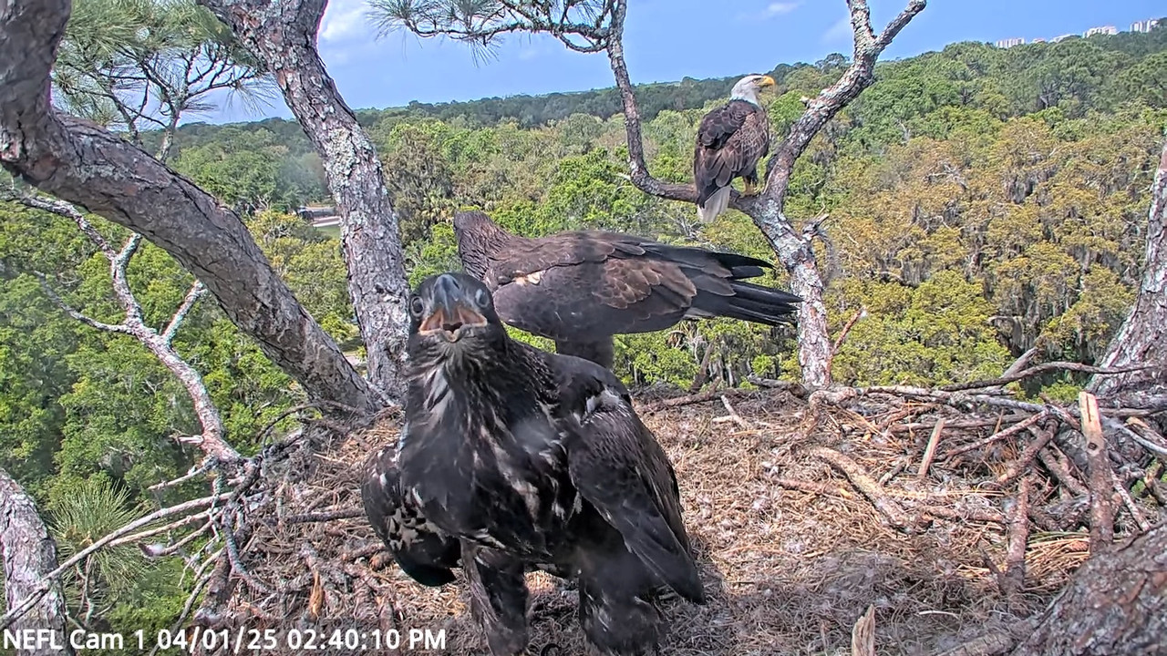 NEFL Cam 1 — tiešraidē Bald Eagle Cam 39-33 screenshot