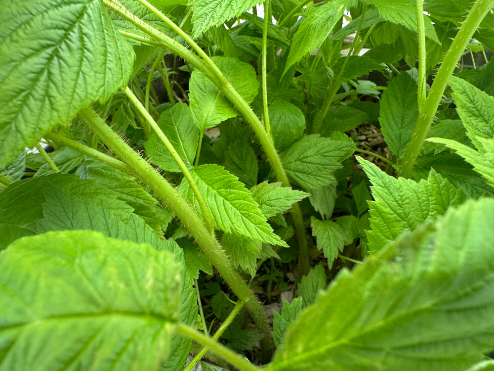 blackberry-8.jpg
