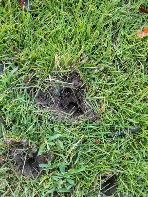 View of Animal damage | Lawn Care Forum