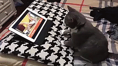 daily-gifdump-3392-02.gif